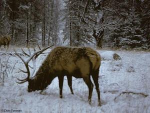 Elk feeding