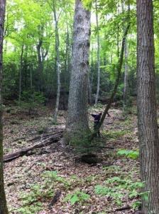 Rob in Old Growth