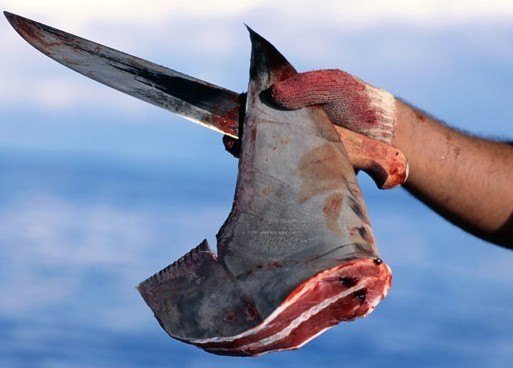shark-finning-in-costa-rica1