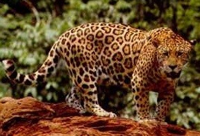 Jaguars like these are just beginning to make their way back into Arizona – but disconnected habitats make it a challenge.