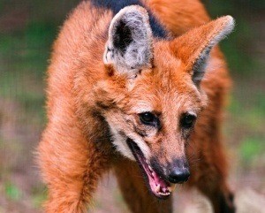 maned-wolf 3