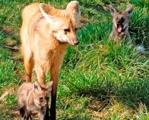 wolf replacement