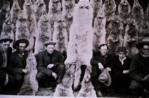 Bounty wolf hides [Nat. Archives]