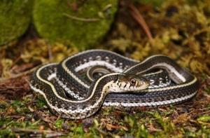 northern-Mexican-gartersnake-600x394
