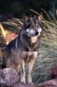 Mexican Wolf (captive) credit AZ Zoological Society flipped