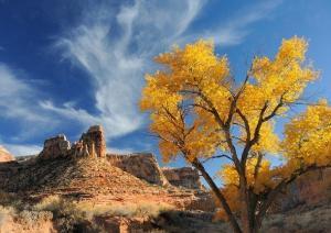 Fall colors in the San Rafael Swell. © Leslie Scopes Anderson.