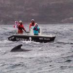Pilots of two small boats did an extremely competent job in a very dangerous situation. Sea Shepherd, Marianna Baldo