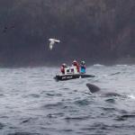 The Thor and Mike Galesi were able to escort the whales back out to sea. Sea Shepherd/Marianna Baldo