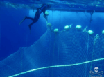 A diver cuts one of the tuna nets Photo: Sea Shepherd / Simon Ager