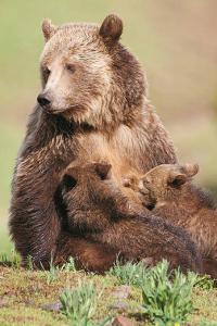 Grizzly with cubs, Goal Tribal.org