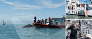 Sea Shepherd