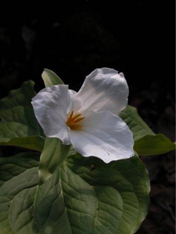 Large Flowered Trillium (c) Nancy Stranahan