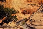 Deer Creek tributory to Escalante © Dave Foreman