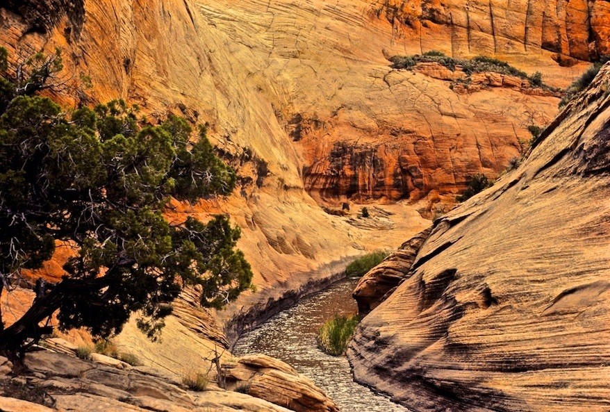 Deer Creek tributory to Escalante © Dave Foreman