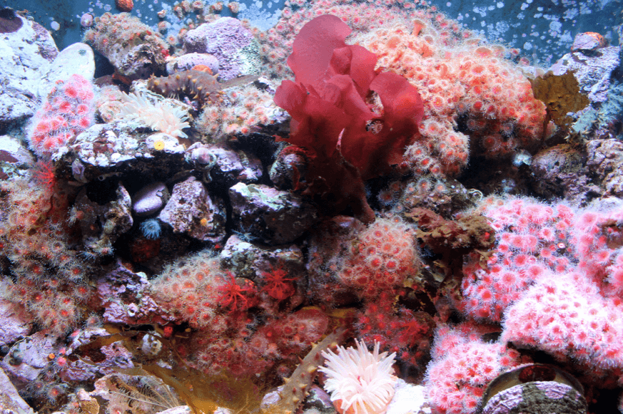 Coral Reef Sea anemones and other aquatic life, PublicDomainImages.net