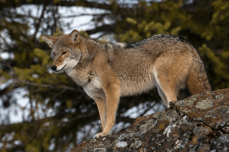 Coyote © MasterImages