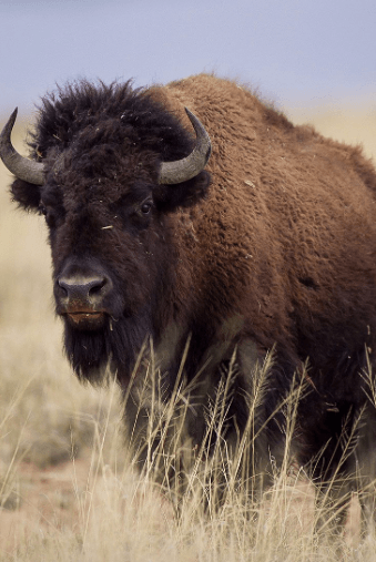 American Bison © Robin Silver