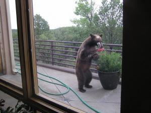 Cinnamon-colored black bear at the bird feeder (c) Bob Howard