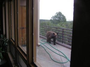 Cinnamon-colored black bear on the deck (c) Bob Howard