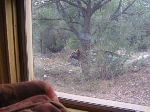 Cinnamon-colored black bear in rainwater tank