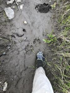 Wildlife tracks © Brad Meiklejohn