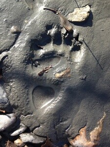Wildlife tracks © Brad Meiklejohn