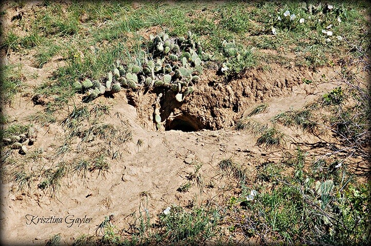 Coyote Pups