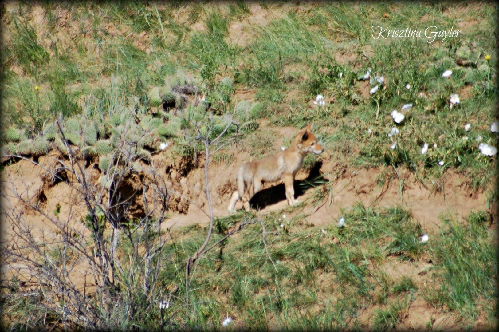 Coyote Pups