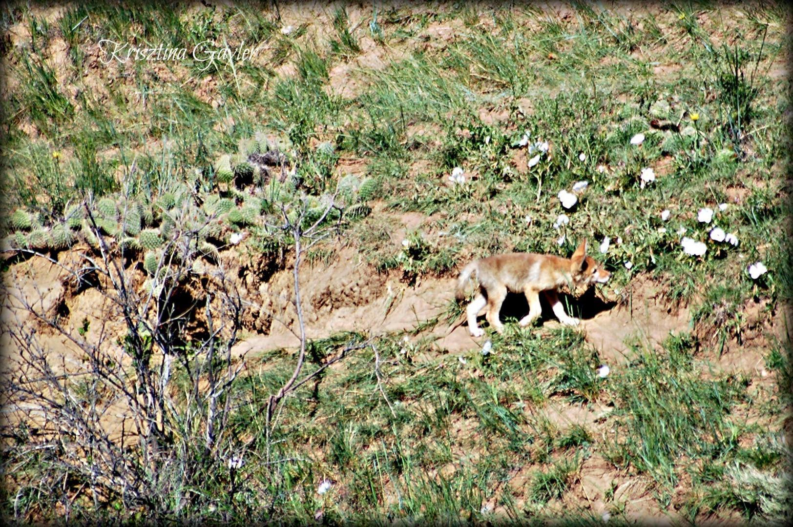 Coyote Pups