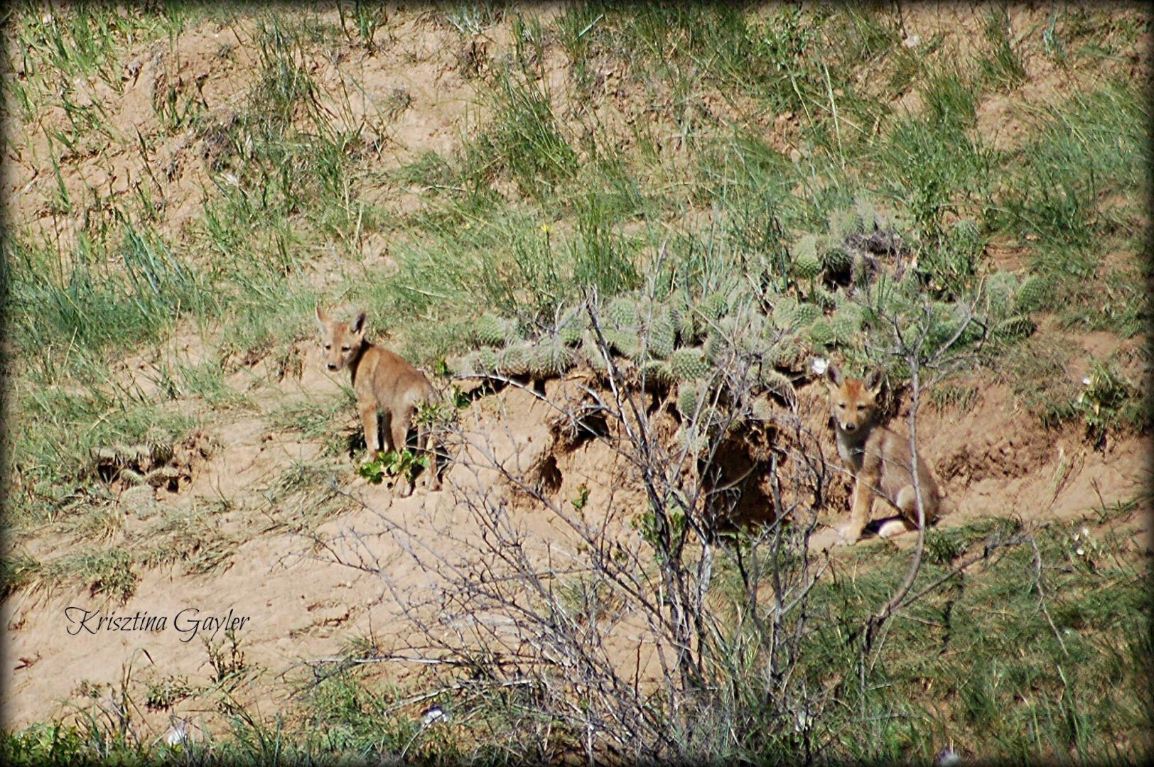 Coyote Pups