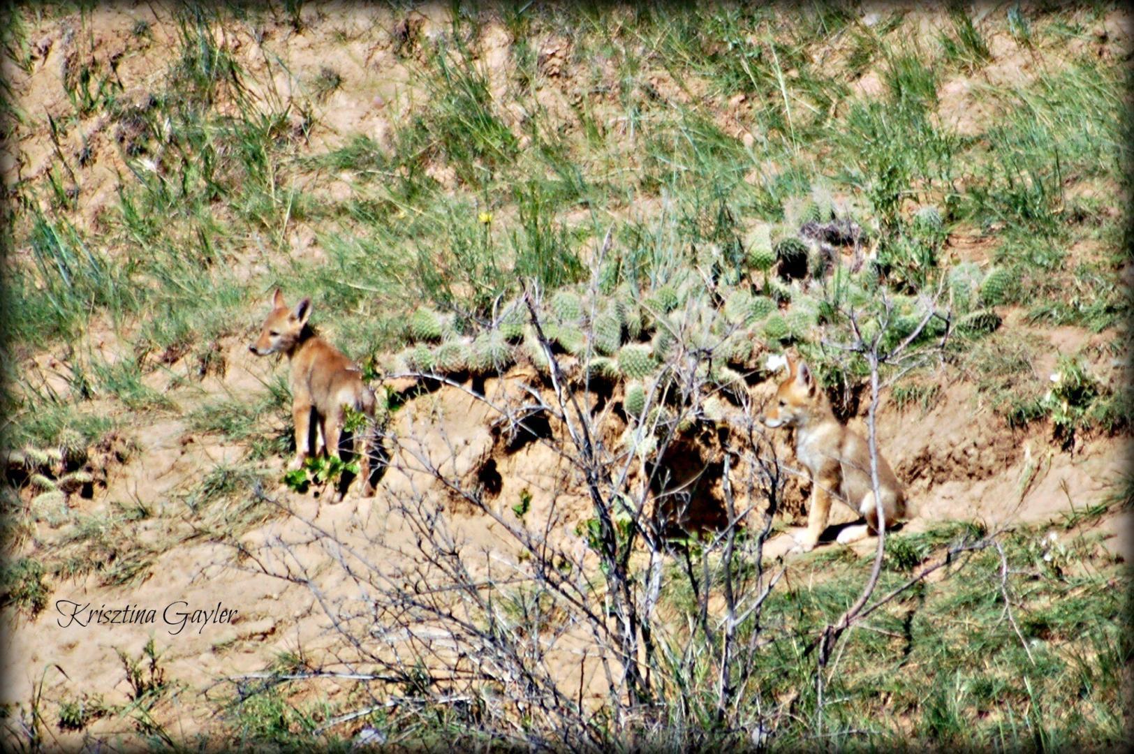 Coyote Pups