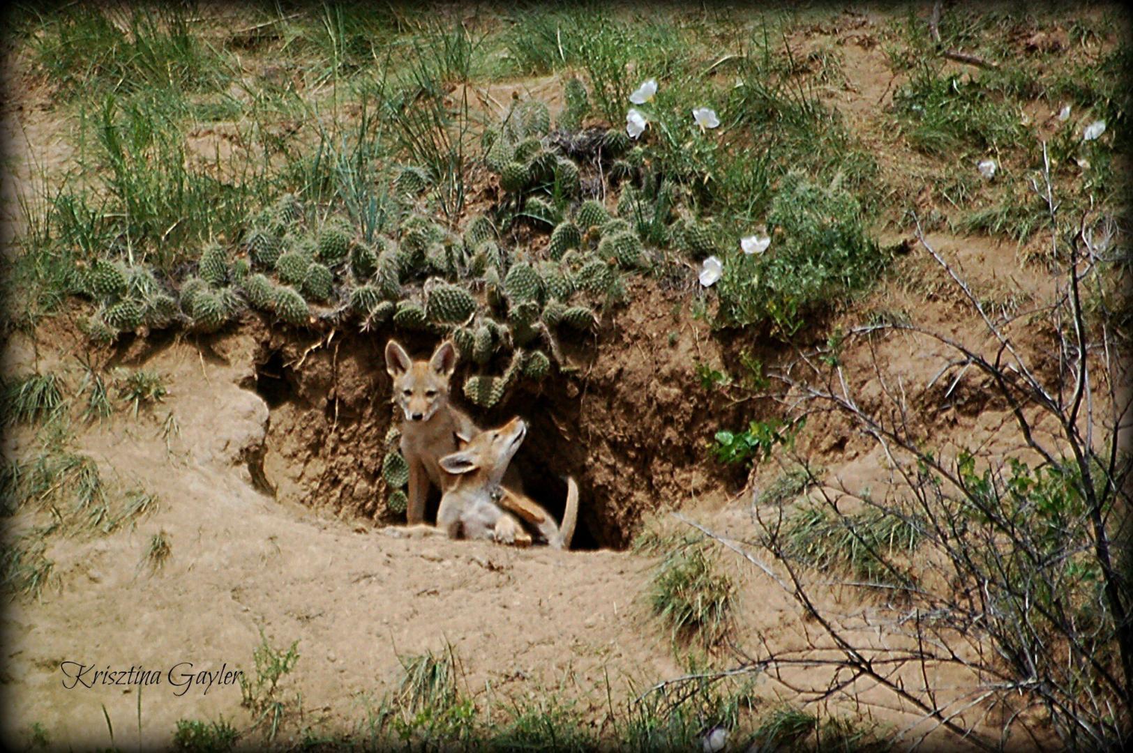 Coyote Pups