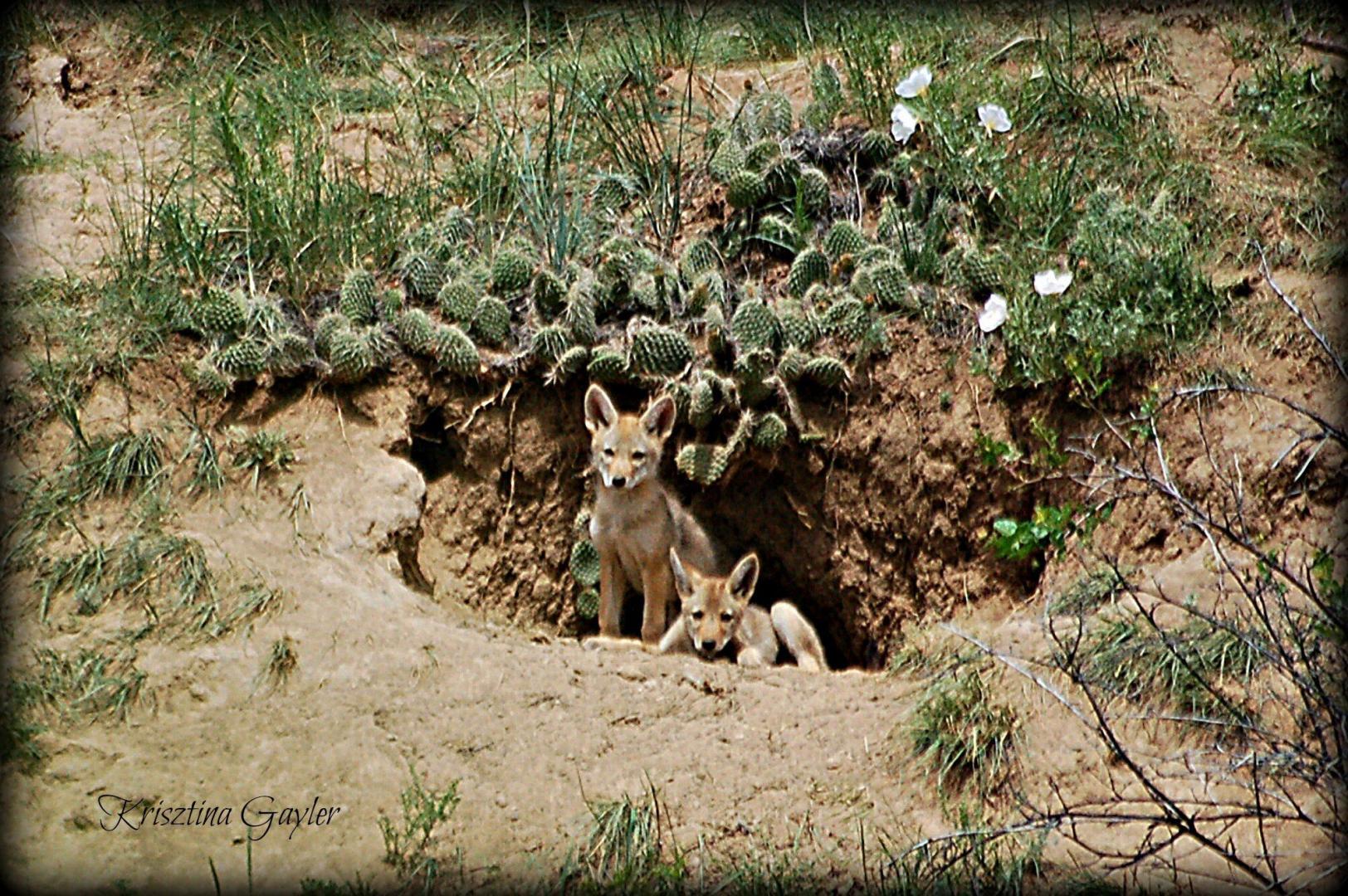 Coyote Pups