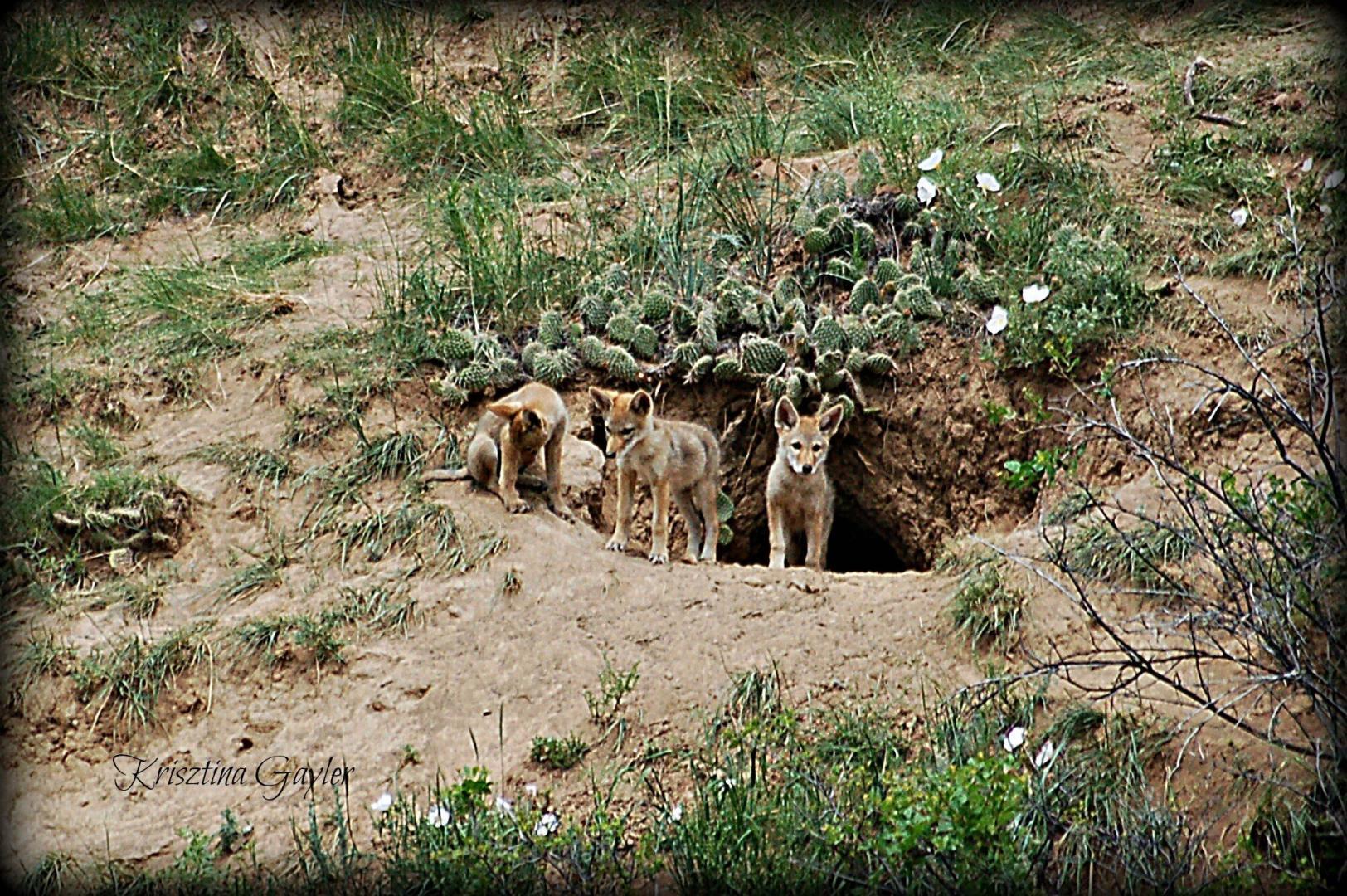 Coyote Pups