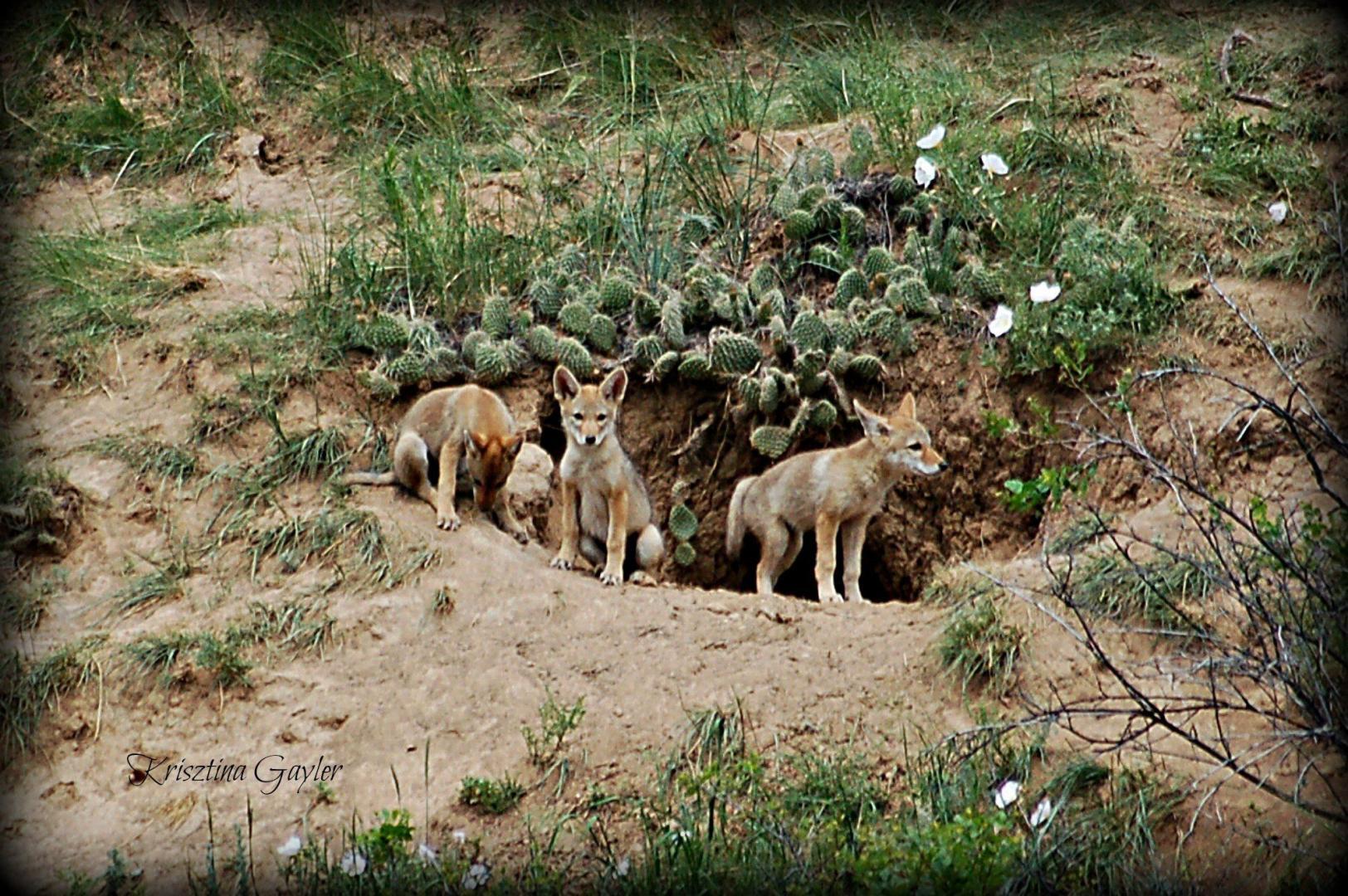 Coyote Pups