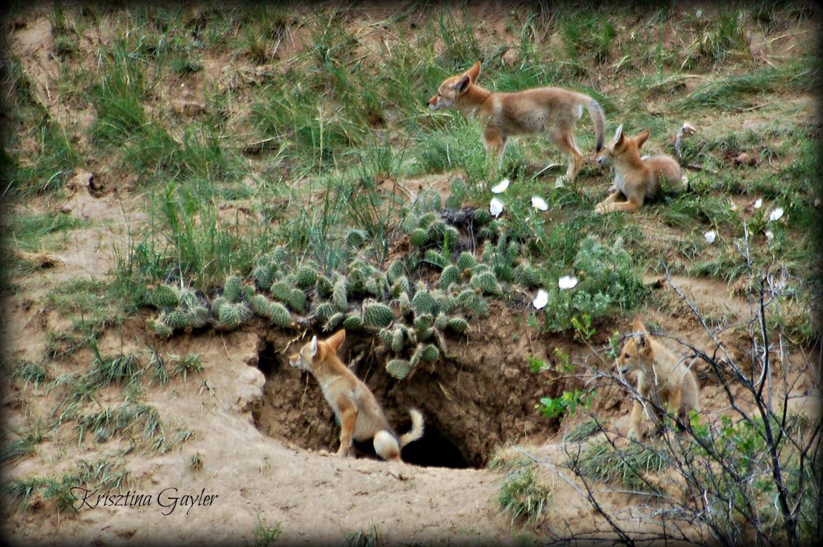 Coyote Pups
