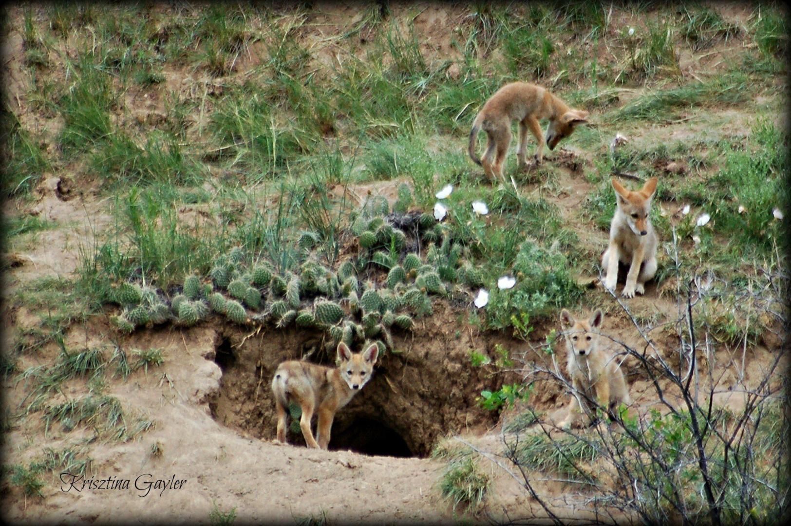 Coyote Pups