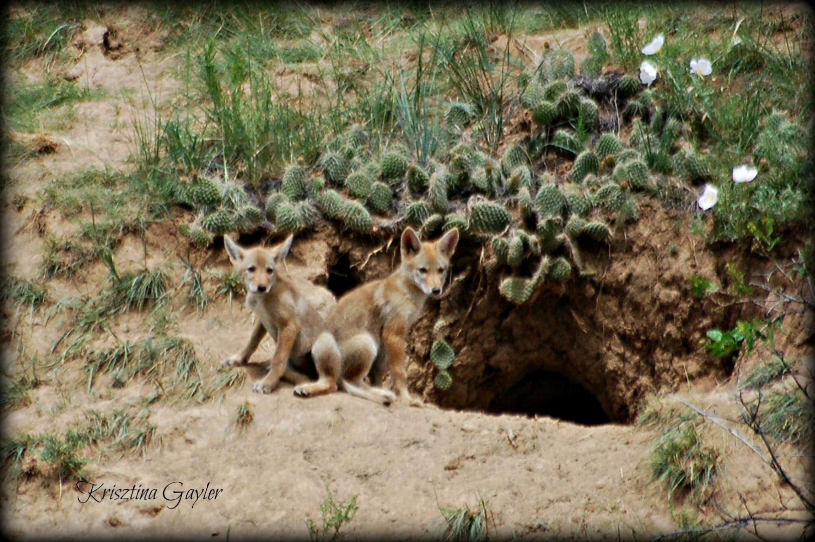 Coyote Pups