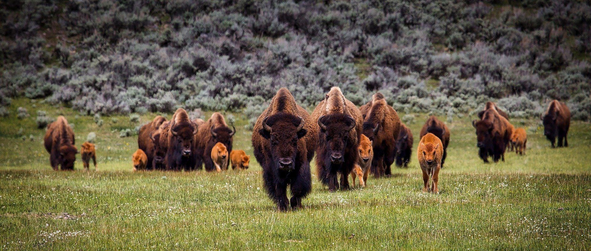 Bison
