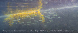 Elwha nearshore, April 20, 2021. (c) Coastal Watershed Institute