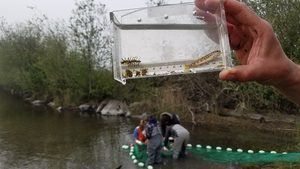 Elwha nearshore, April 20, 2021. (c) Coastal Watershed Institute