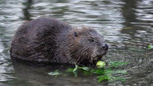 Eurasian Beaver (Castor Fiber)