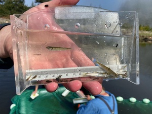 Elwha nearshore, April 20, 2021. (c) Coastal Watershed Institute