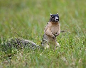 Sherman Fox Squirrel