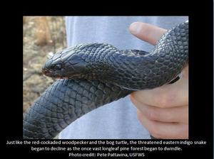 Indigo snake