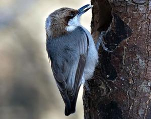 Brown-headed Nuthatch