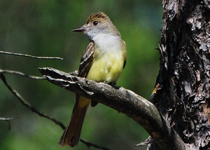 Great Crested Flycatcher