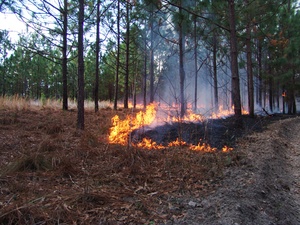 Surface Fire