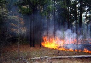 Surface Fire