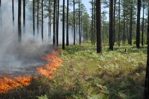 Surface Fire